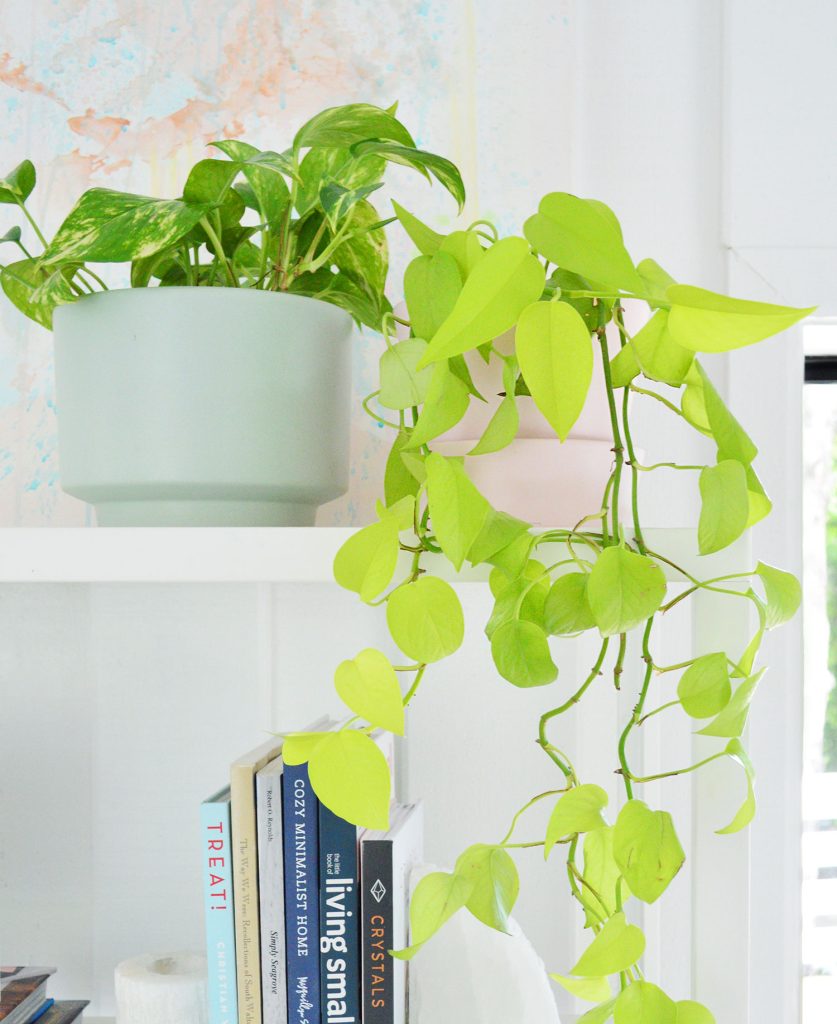 Golden Pothos Next To VIning Neon Pothos Trailing On White Shelf