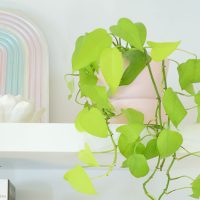 Neon Pothos – Plant Care Guide