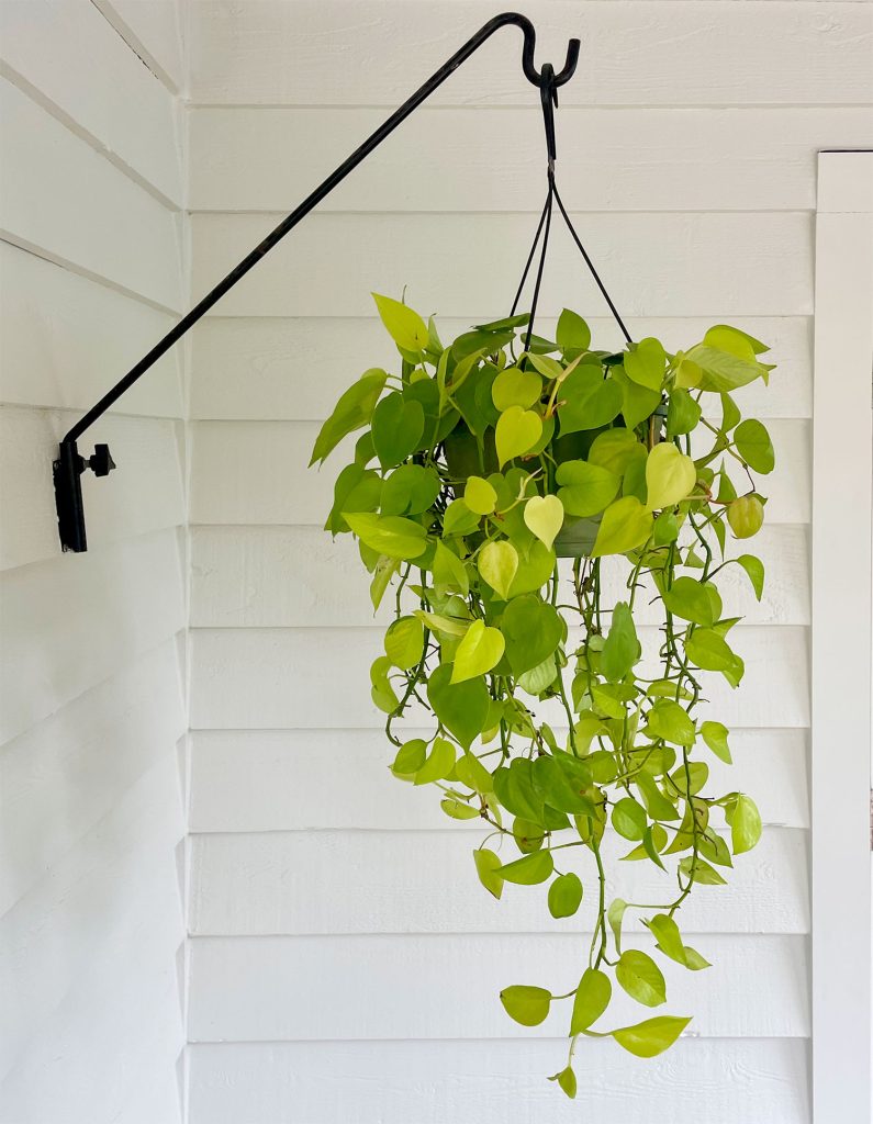 Neon Pothos Outdoor Hanging Basket