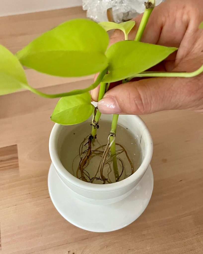 Roots In Water For Propagating Neon Pothos