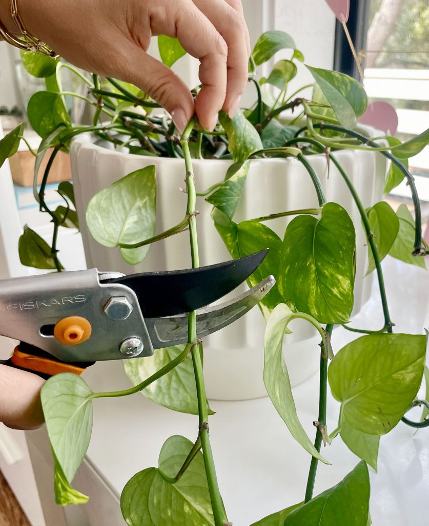 Hand Pruning Golden Pothos With Shears