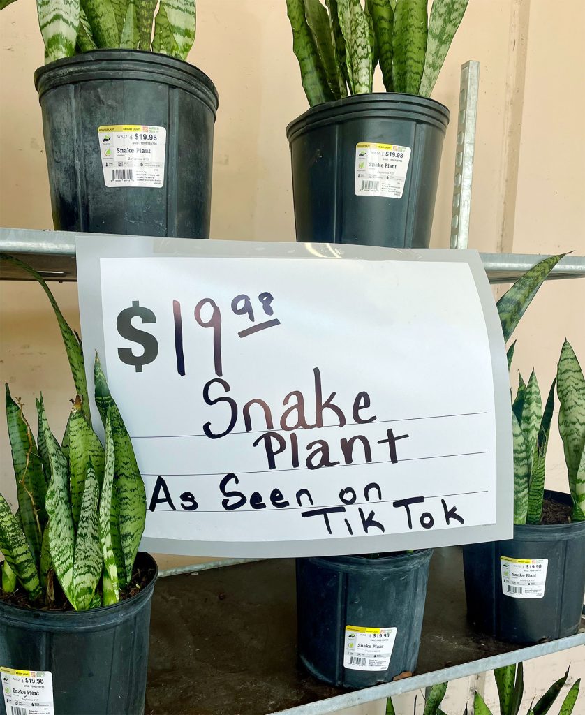 Display of Snake Plants With As Seen On Tik Tok Sign