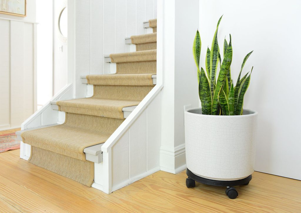 Potted Snake Plant Near Stairs With Sisal Runner