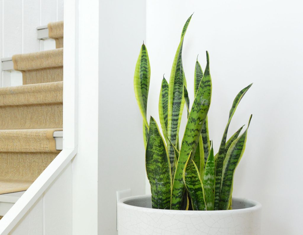 Snake Plant Leaves In White Pot