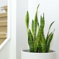 Snake Plant – Care Guide