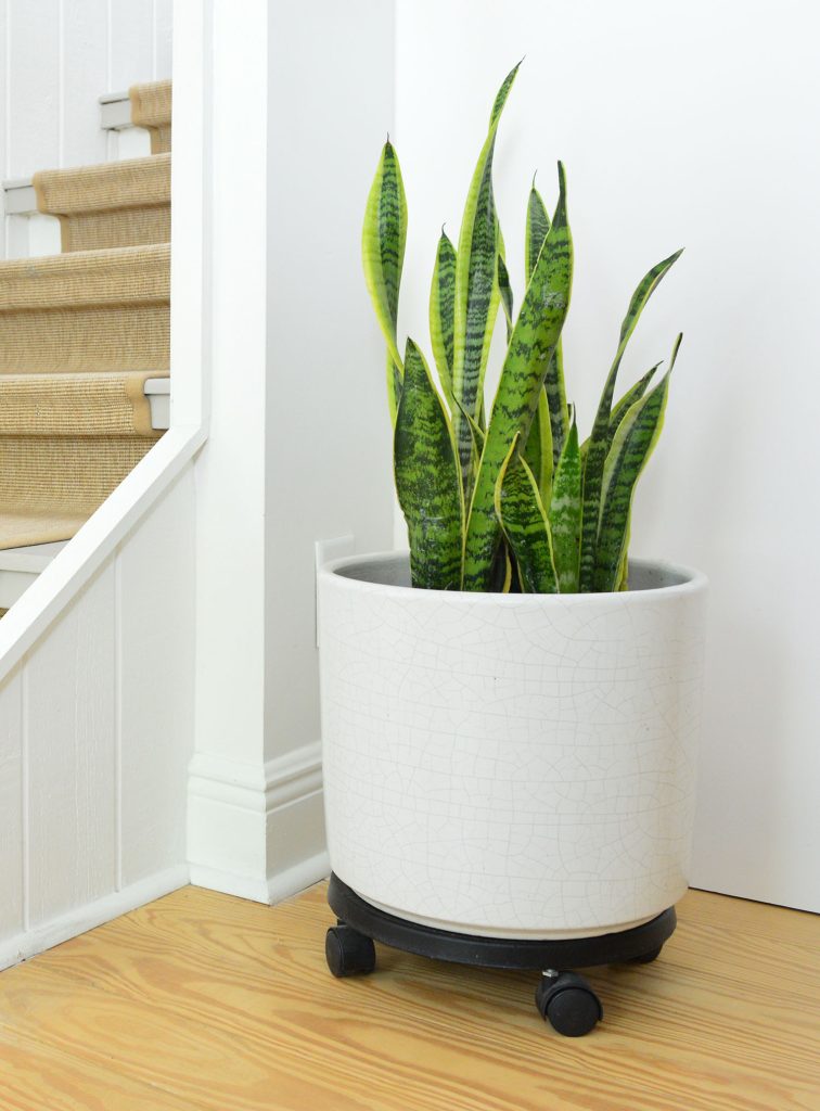 Snake Plant In White Pot On Wheels