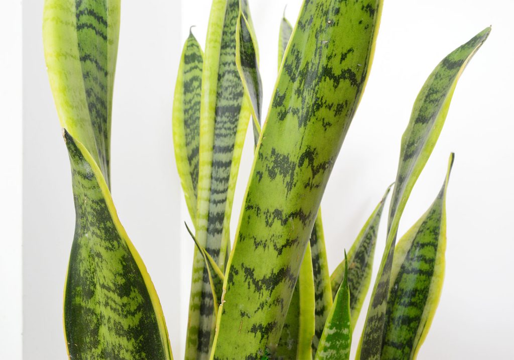 Close Up Of Snake Plant Leaves