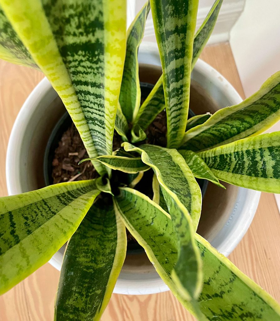 Overhead View Of Snake Plant
