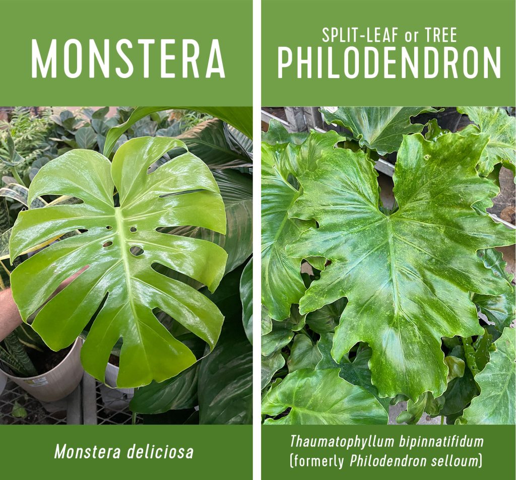 Monstera deliciosa vs split leaf philodendron comparison