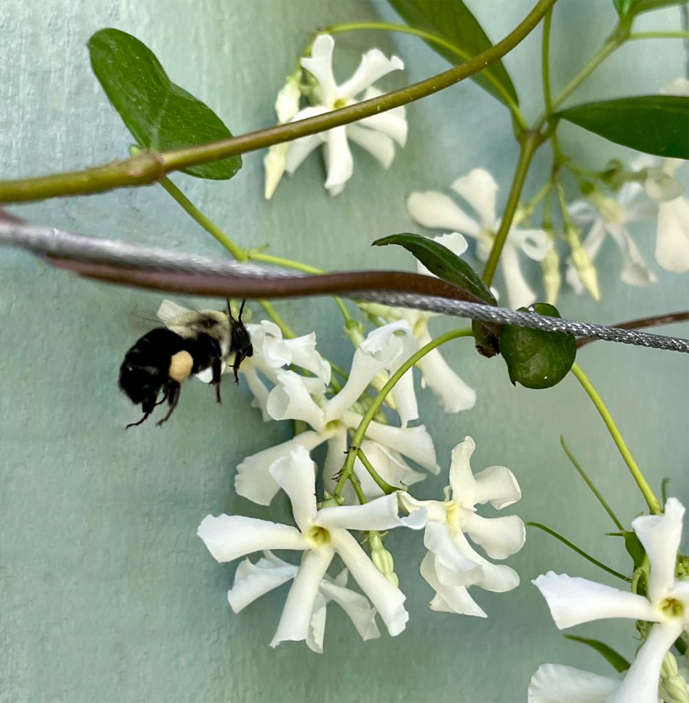 Bee Pollinating Star Jasmine Flower
