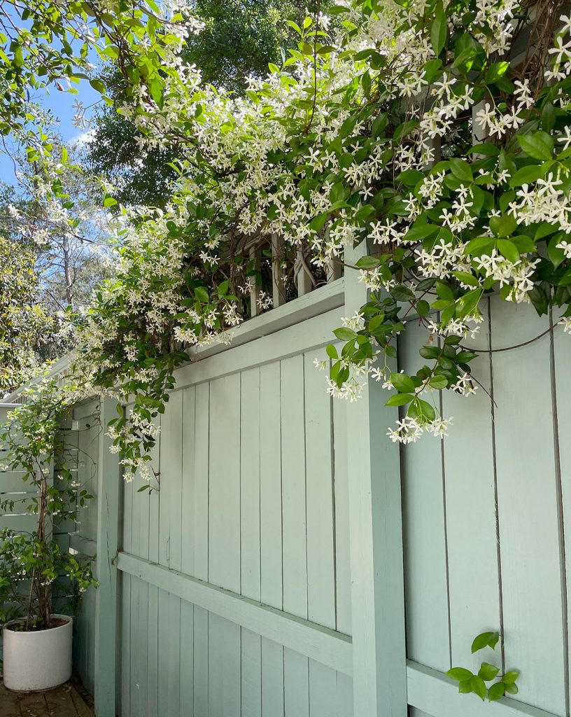 Fence With Star Jasmine Along Top