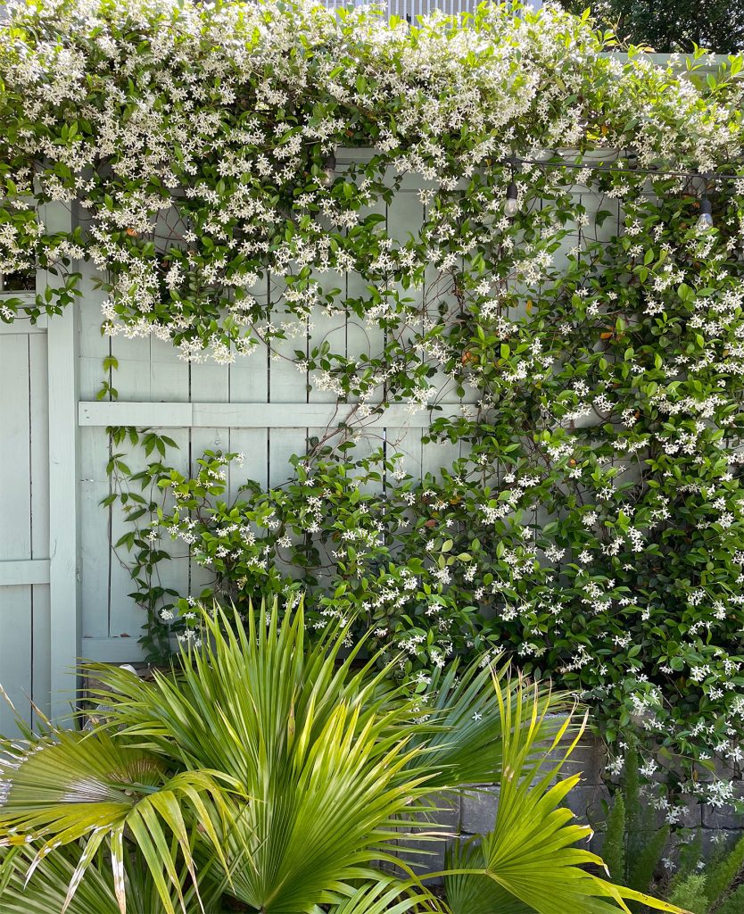 Fence With Star Jasmine Blooming Vine And Chinese Fan Palm