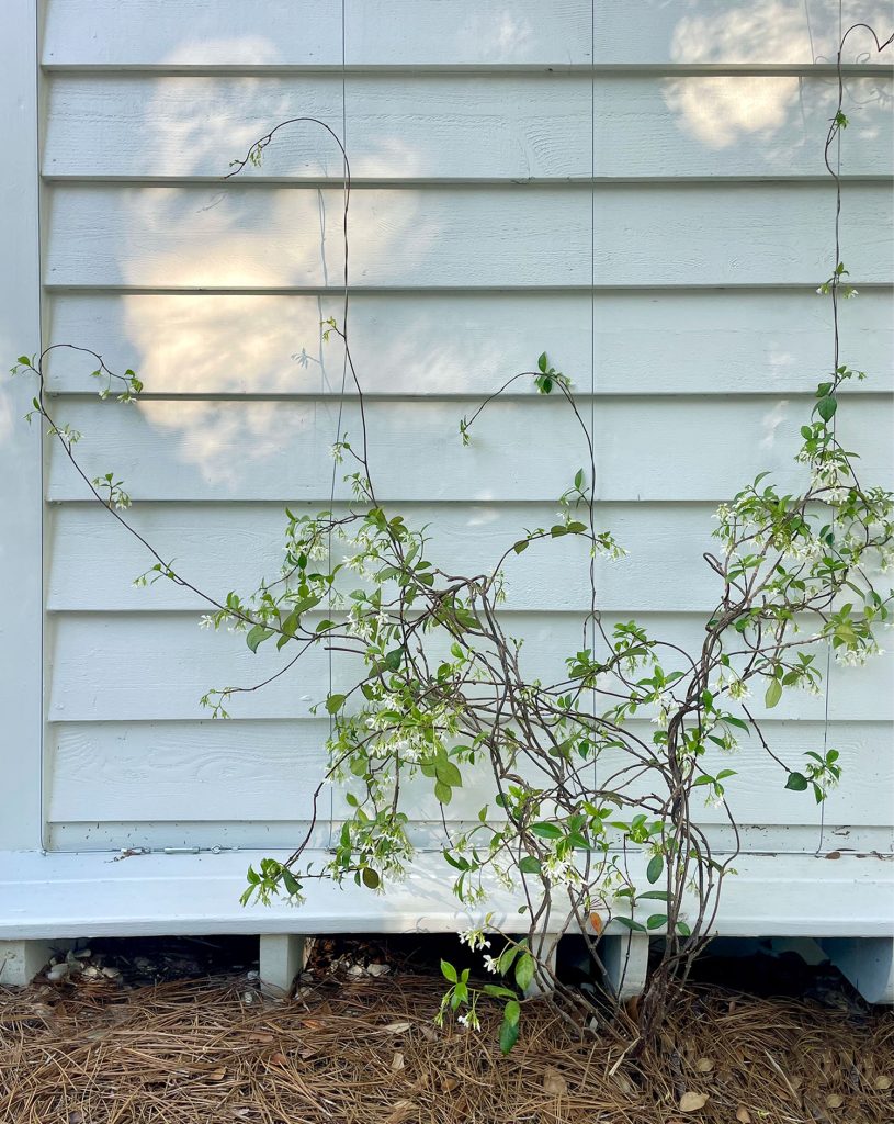 Wire Trellis With Small Star Jasmine Vine Growing Up