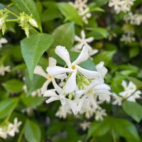 Star Jasmine – Plant Growing & Care Guide