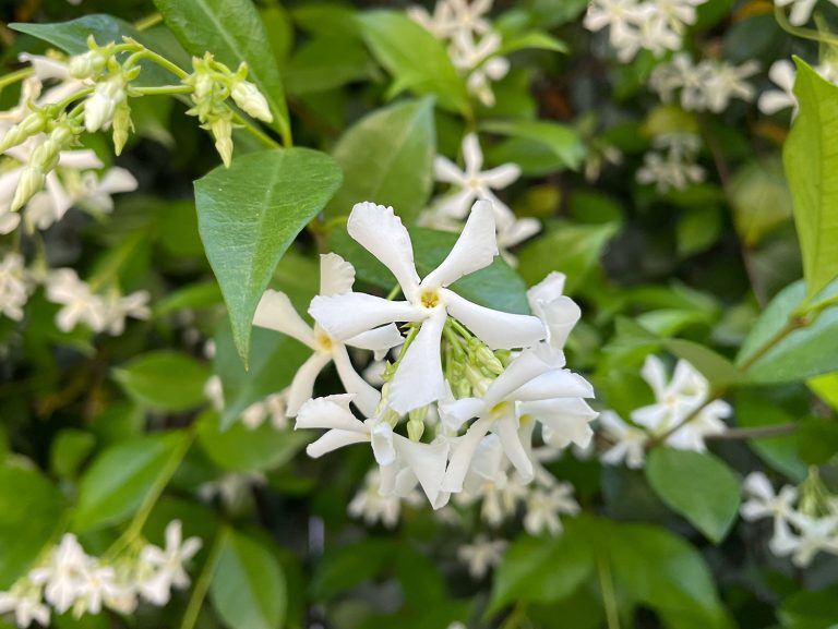 Close Up Of Star Jasmine Flower White Bloom