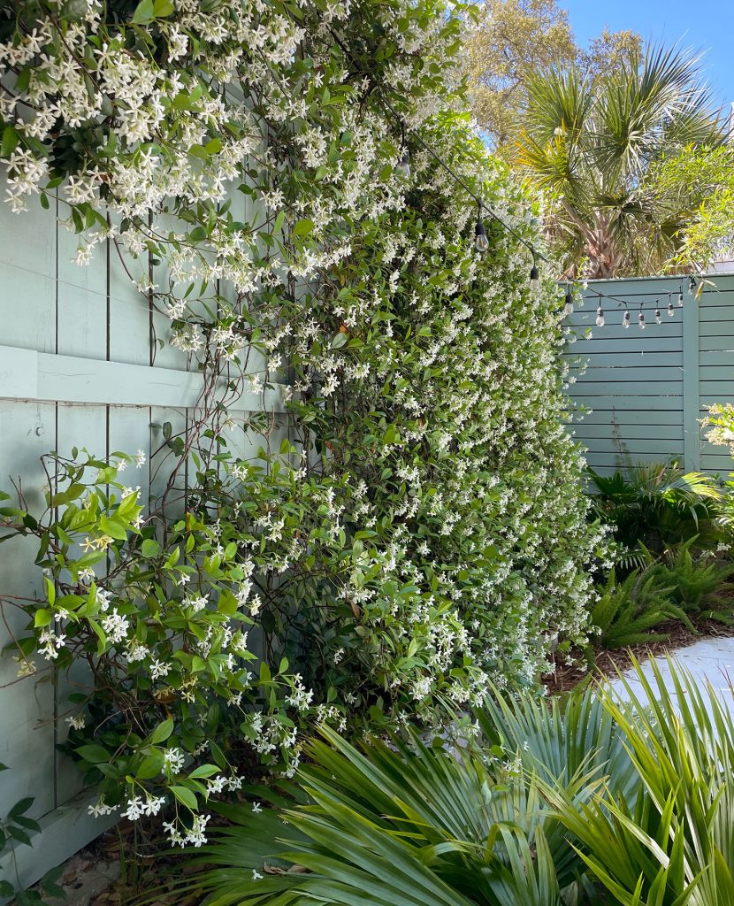 Wall Of Blooming Star Jasmine Vine In Tropical Backyard