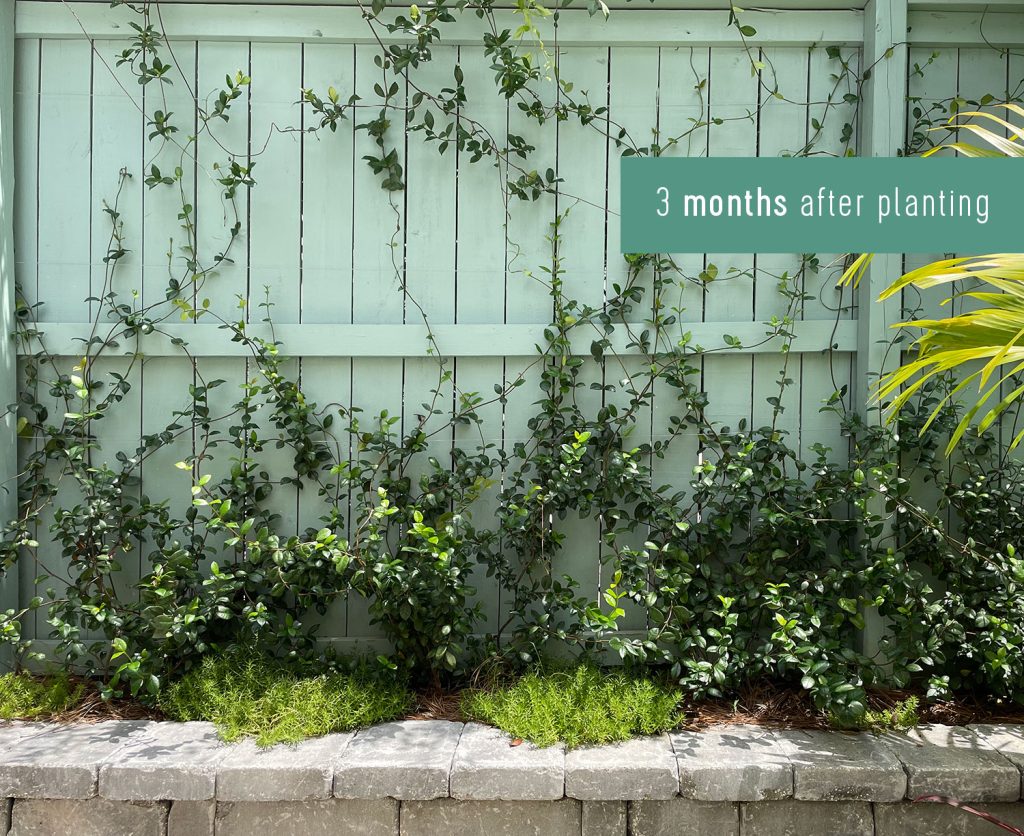 Wall Trellis Of Star Jasmine 3 Months After Planting