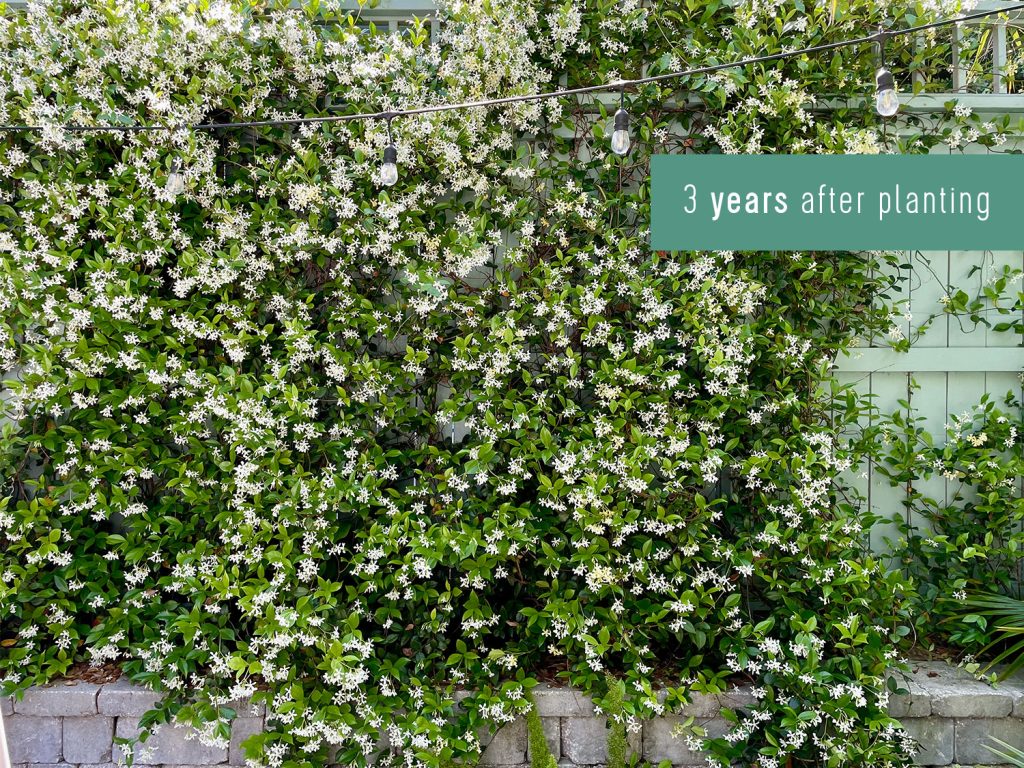 Wall of Star Jasmine Growth 3 Years After Planting In Bloom