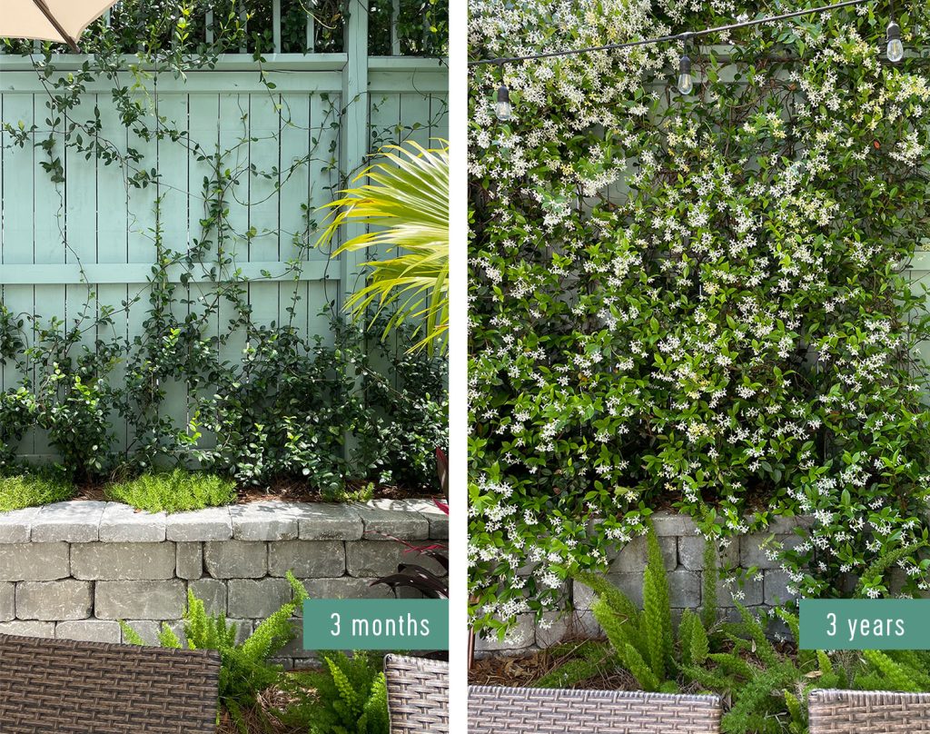 Side By Side Comparison Of Star Jasmine Growth 3 Years After Planting