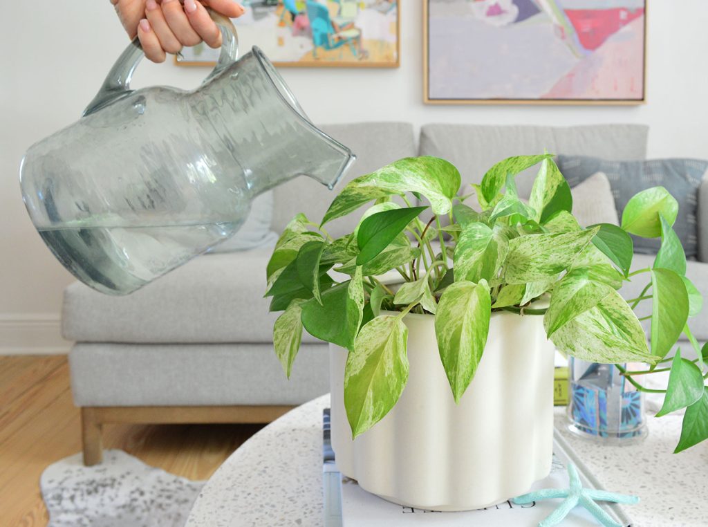 Watering Can Pouring Water In Marble Queen Pothos