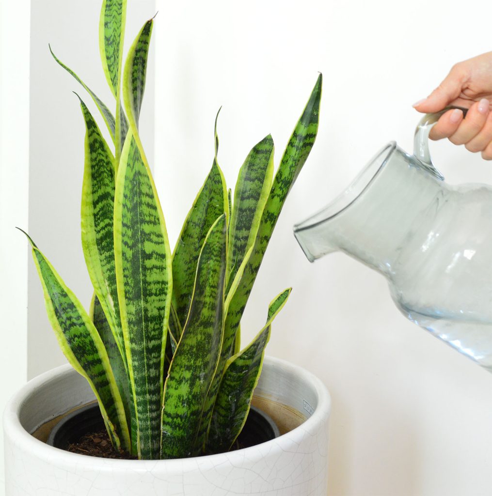 Pitcher Watering Snake Plant