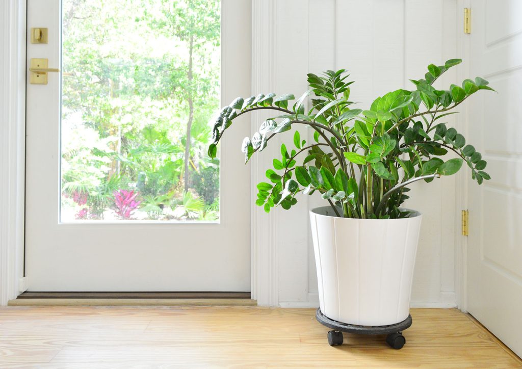 ZZ Plant In White Pot Next to Front Door