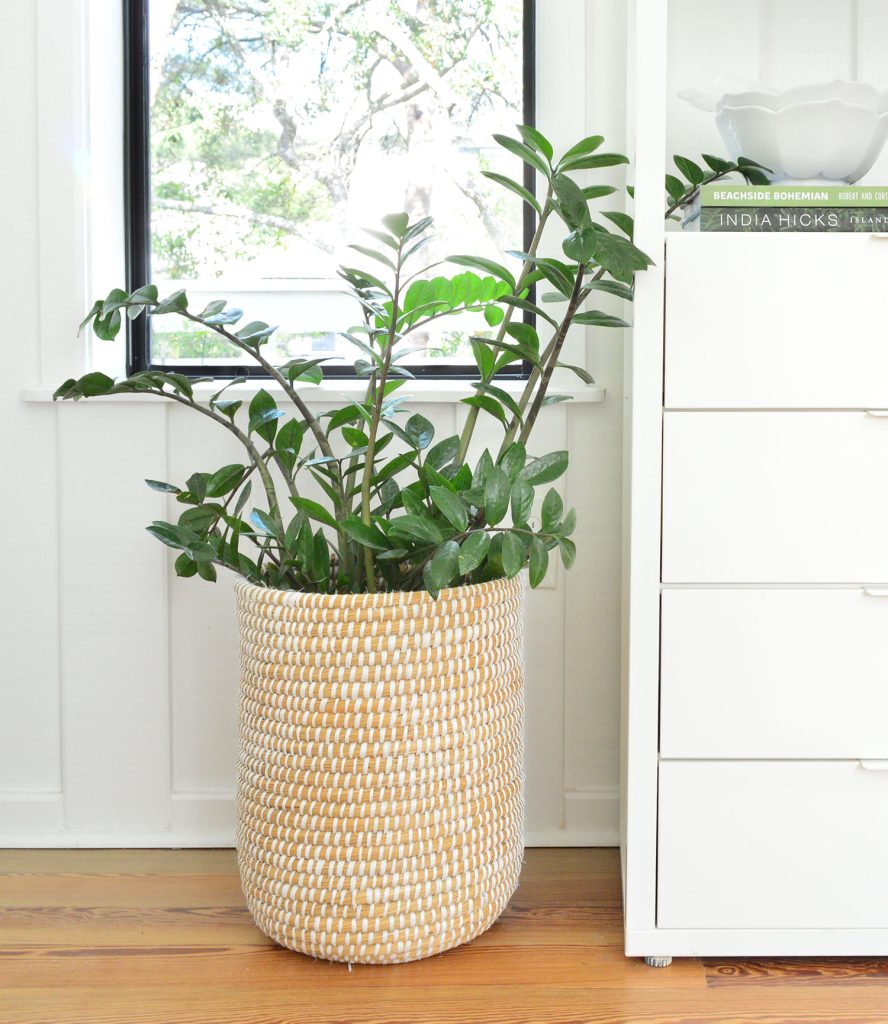 ZZ Plant In Basket On Floor Next To Bookcase