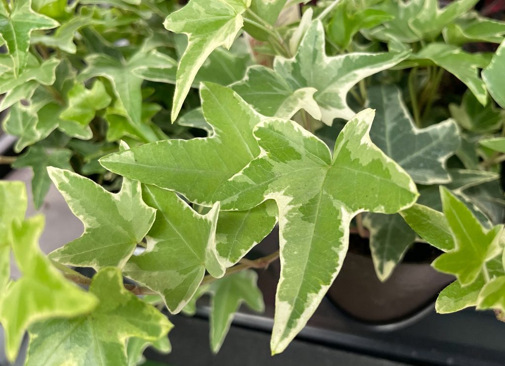 Close Up of English ivy leaf
