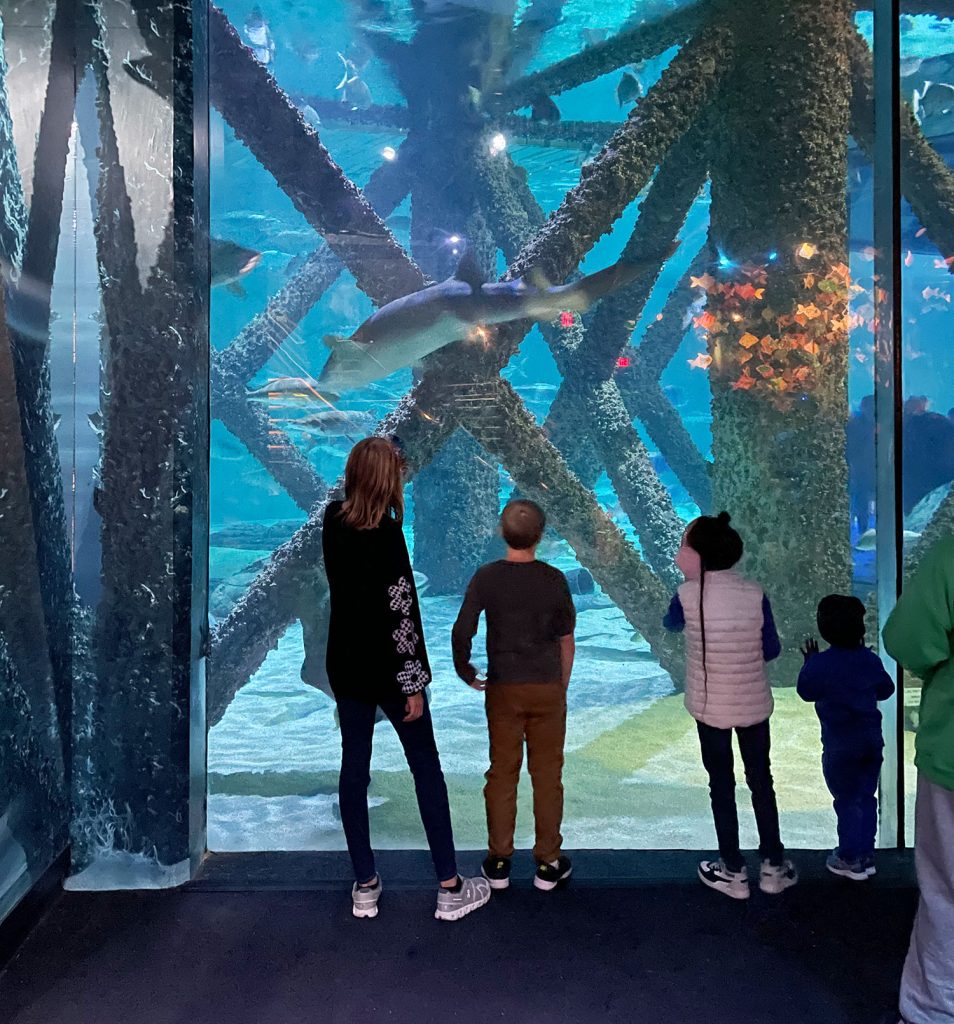 Kids At New Orleans Aquarium Shark Tank