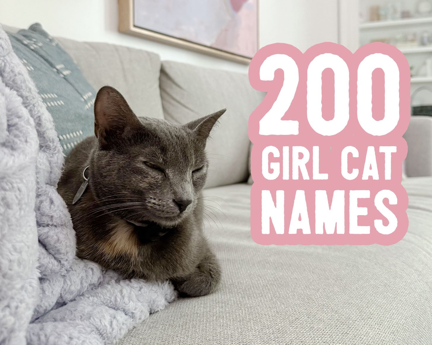 Lady Cat Names: 200 Concepts + Naming Ideas