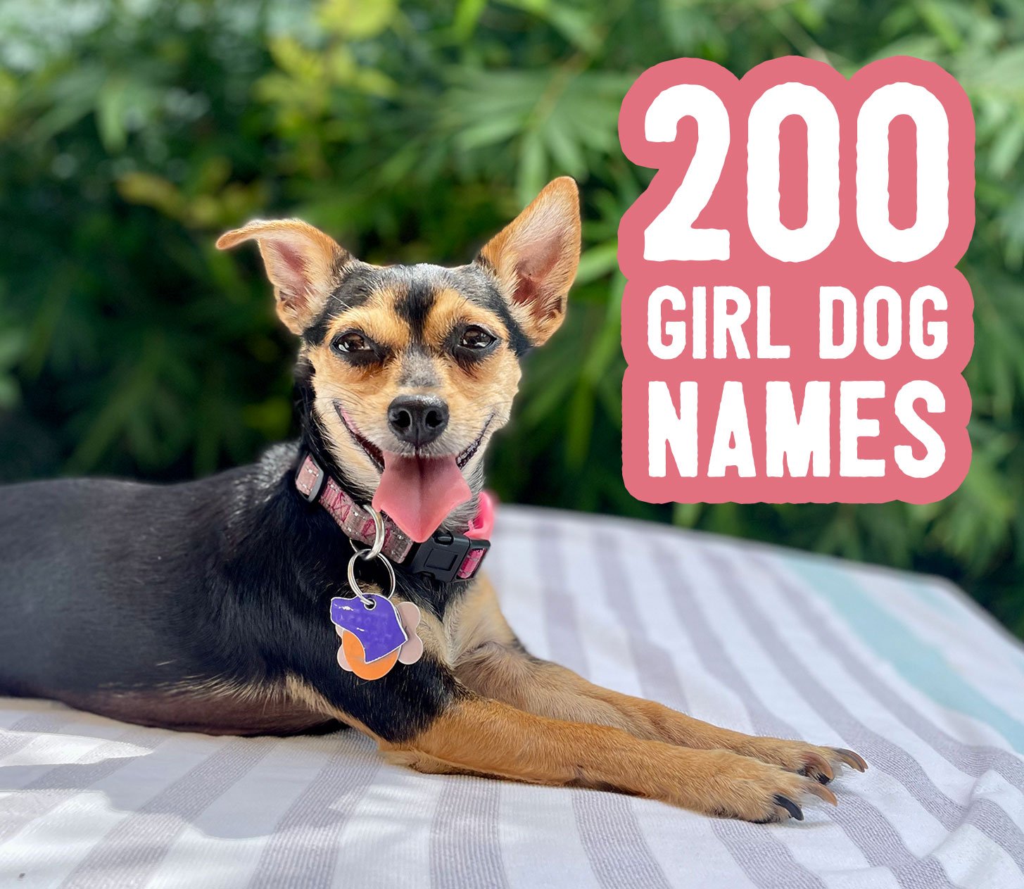 Woman Canine Names: 200 Concepts + Naming Ideas