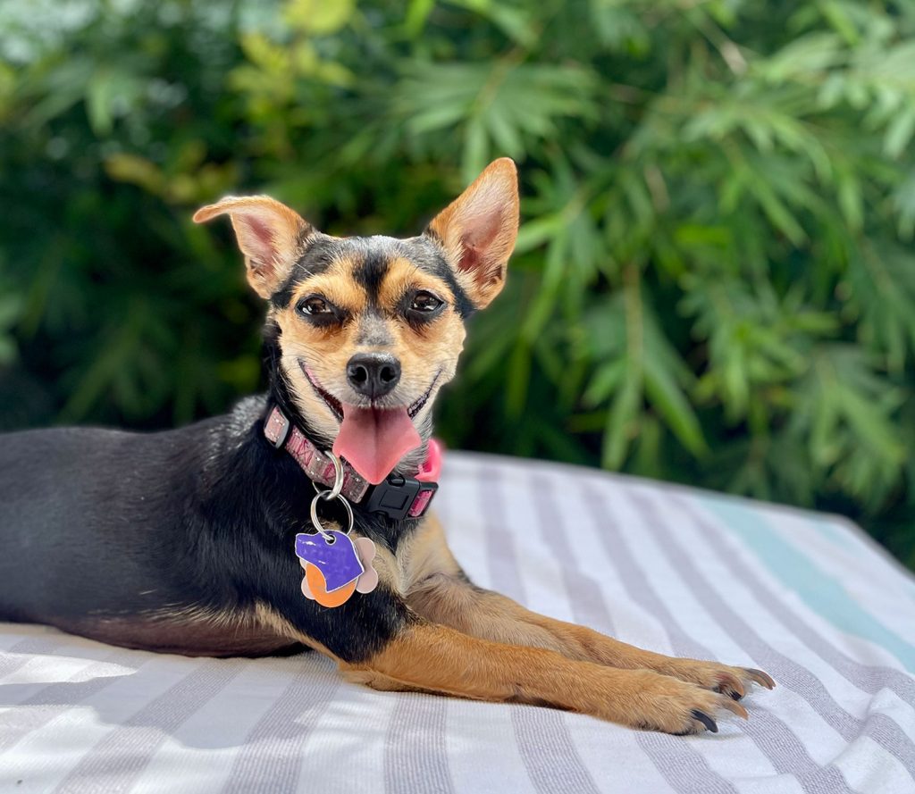 Penny Girl Dog Chihuahua Sitting On Towel Outside