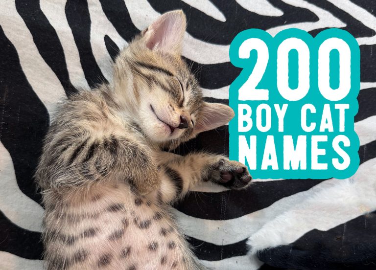Title Card For 200 Boy Cat Names Featuring Kitten