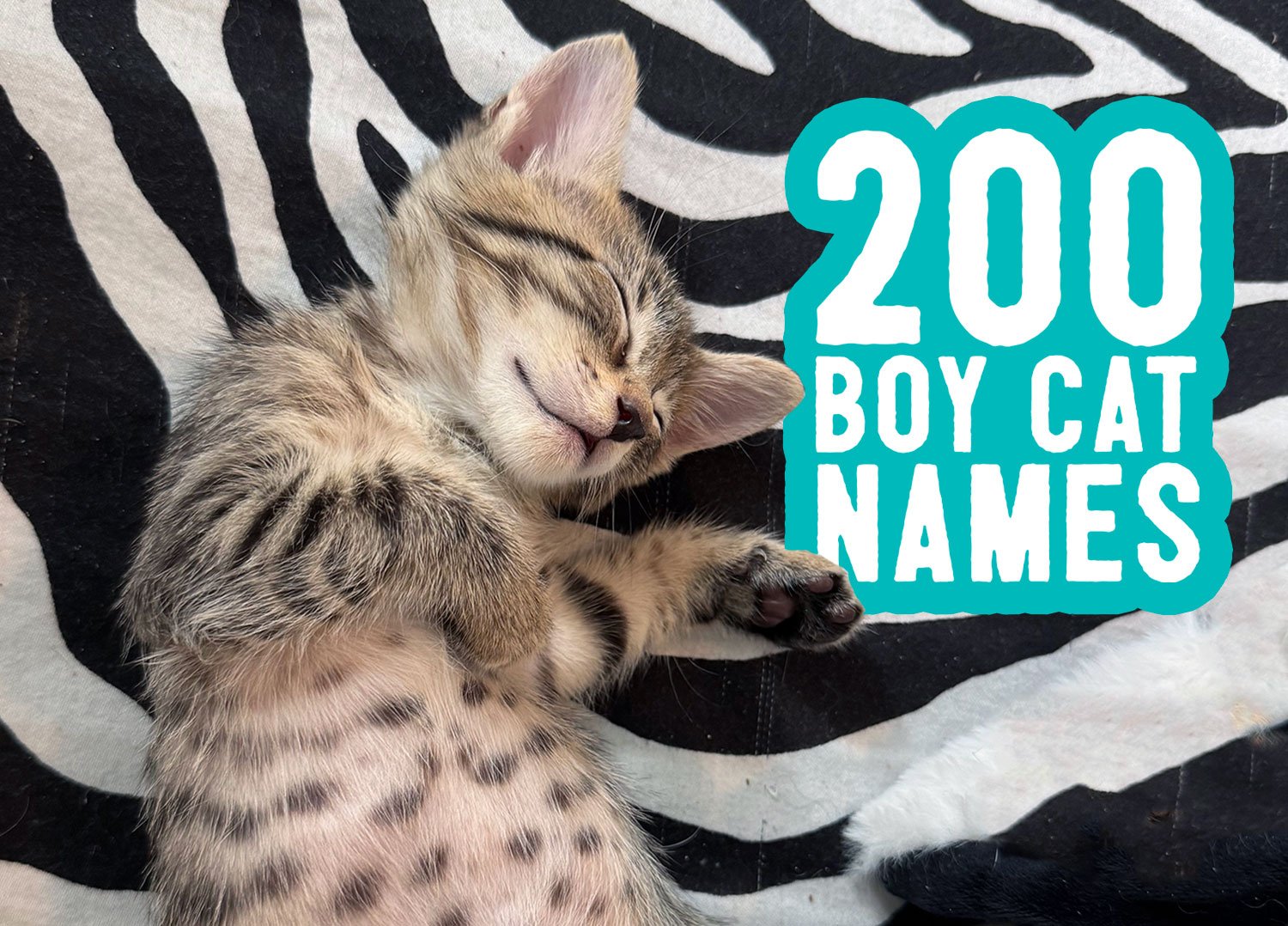 Boy Cat Names: 200 Names + Naming Suggestions