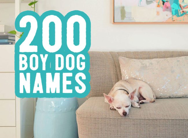 Boy Dog Names: 200 Names + Naming Tips