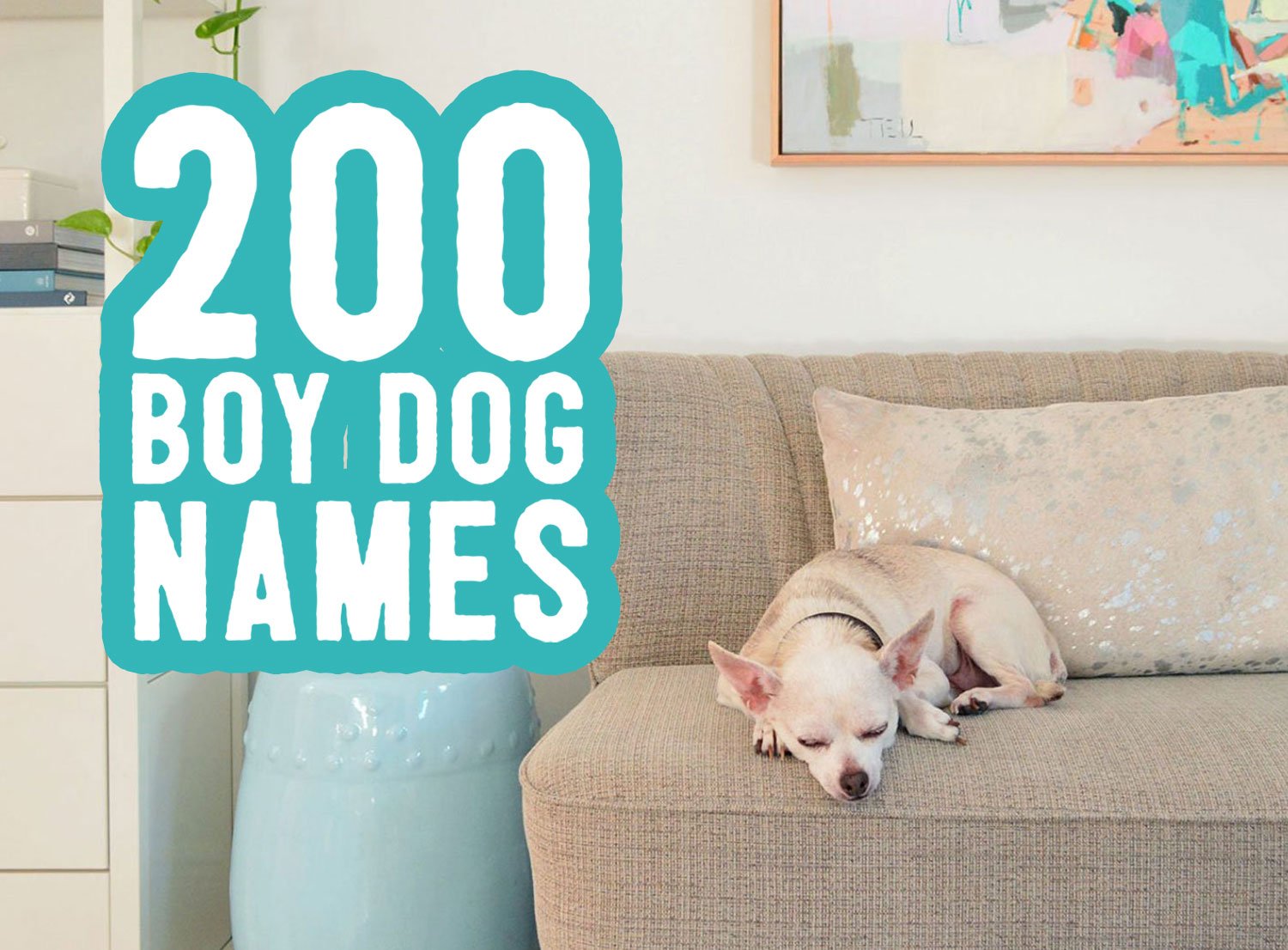 Boy Canine Names: 200 Names + Naming Ideas