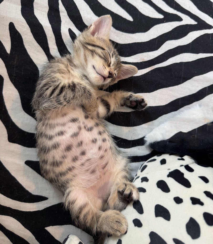 Black and White Kitten Sleeping On Zebra Print