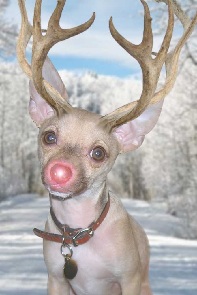 Our Dog Turned Reindeer Christmas Cards Young House Love
