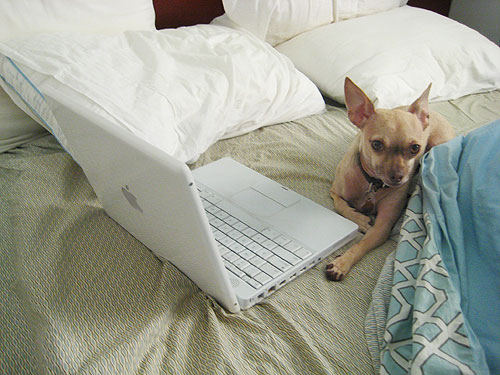Chihuahua Mascot Bloggin Do