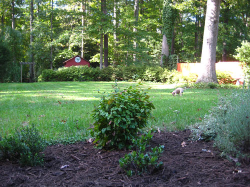 Mulch Backyard Garden