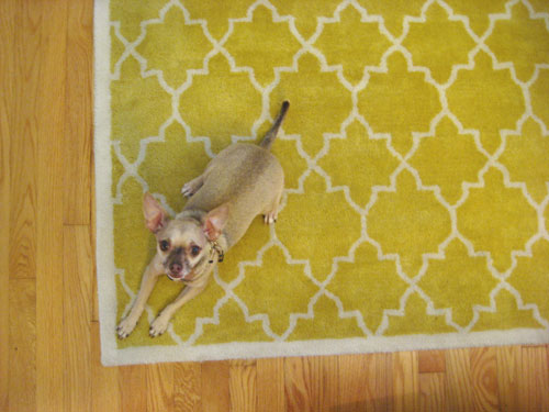 Chihuahua Laying On Yellow Graphic Rug