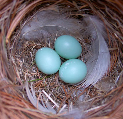 birds-nest-robins-eggs-blue-clue