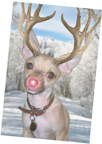 christmasrudolph-burger-holiday-card-copy