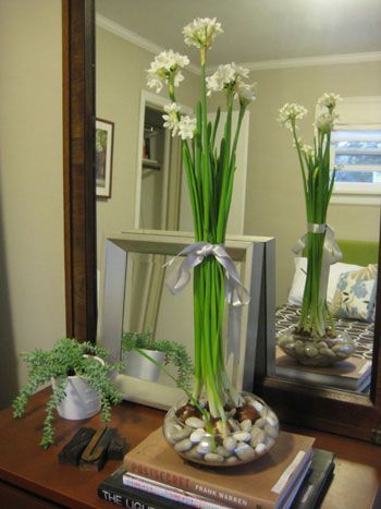 Flowering Paperwhite Bulbs