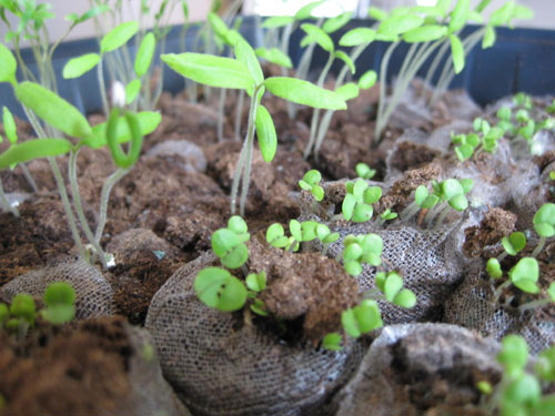 72-plants-from-seeds-jiffy-greenhouse-seedlings