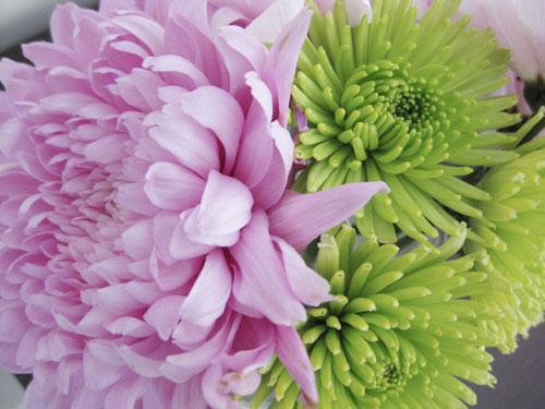 close-up-pink-and-green-mums