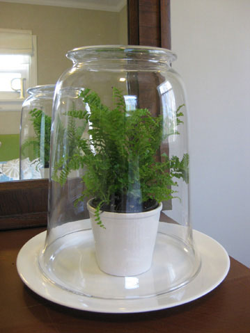 easy-fern-terrarium