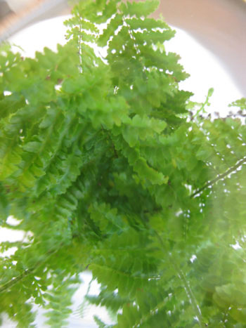 fern-from-above-terrarium