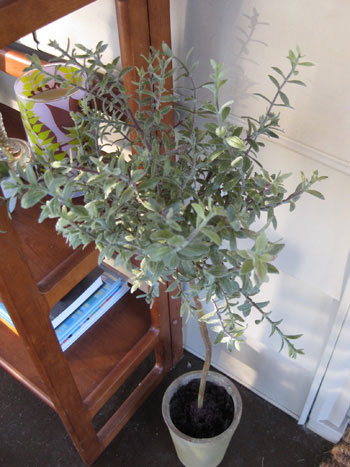 rosemary-topiary