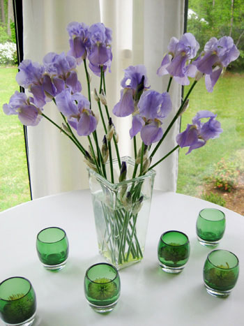 purple-iris